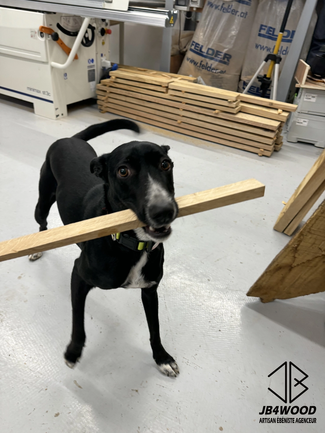Caïpi, la chienne de l'atelier JB4WOOD, qui tient un bout de bois entre ses pattes