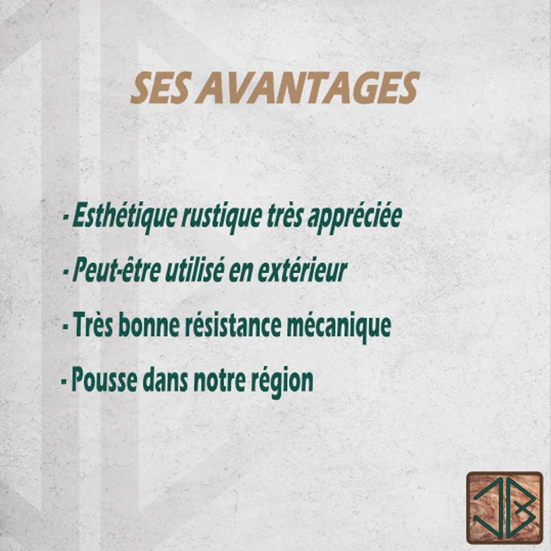 Le chene 2